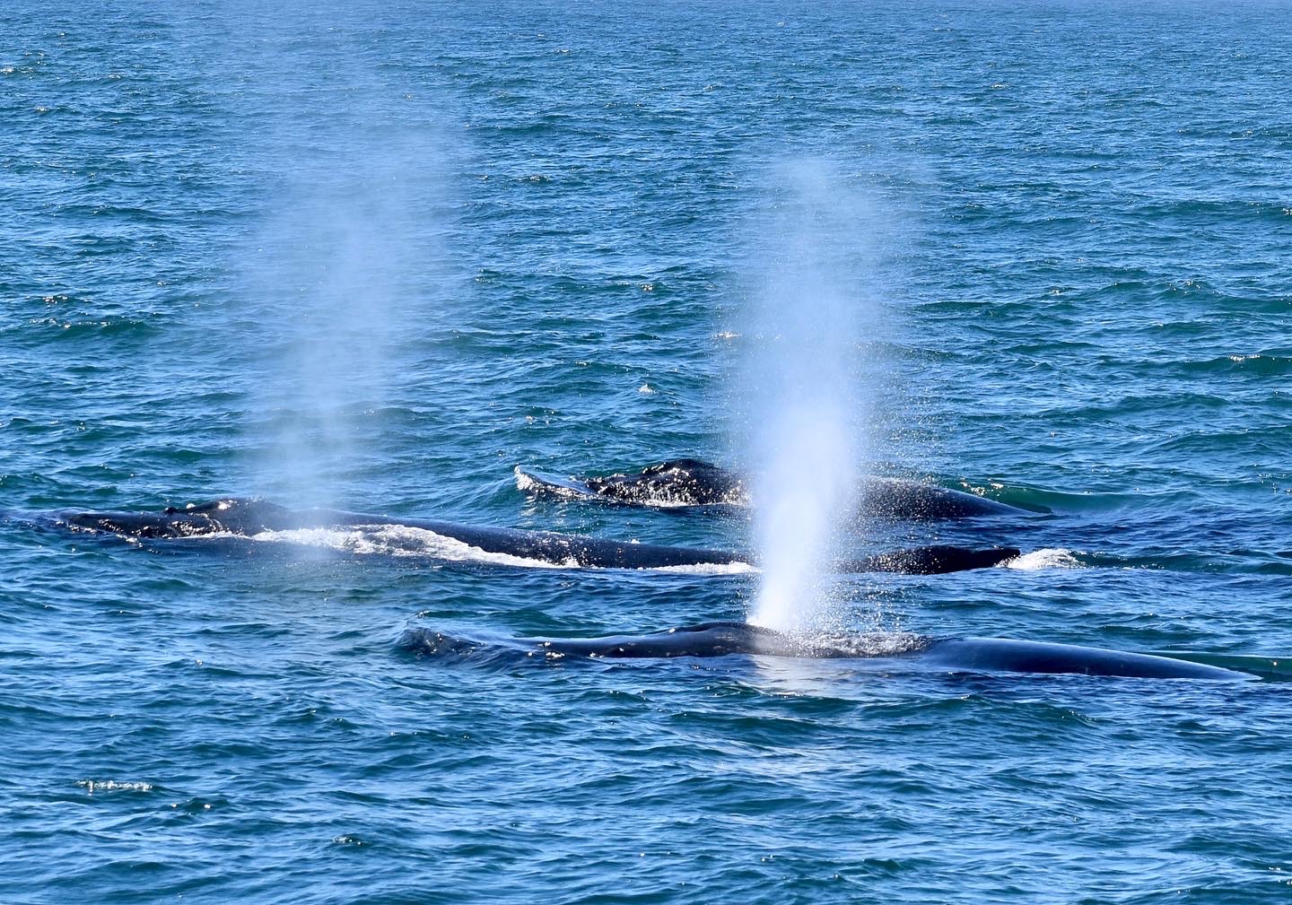 3 Humpback Whales