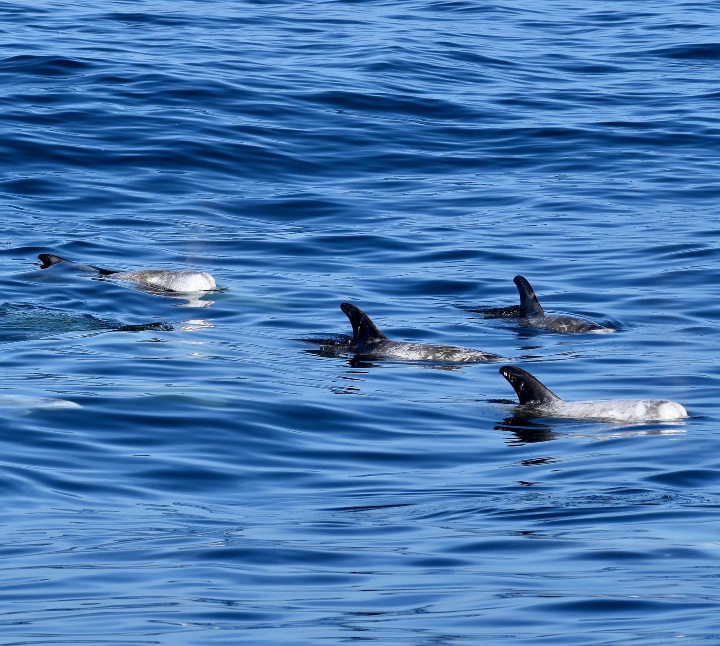 Rissos Dolphins Monterey Bay March 2022 Photo: Sydney Minges