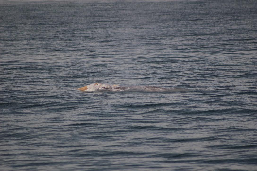 gray whale monterey bay