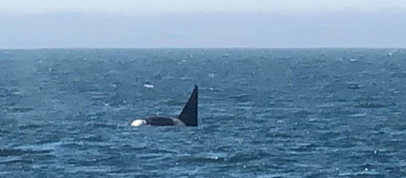 orca killer whale monterey bay 3-19-19