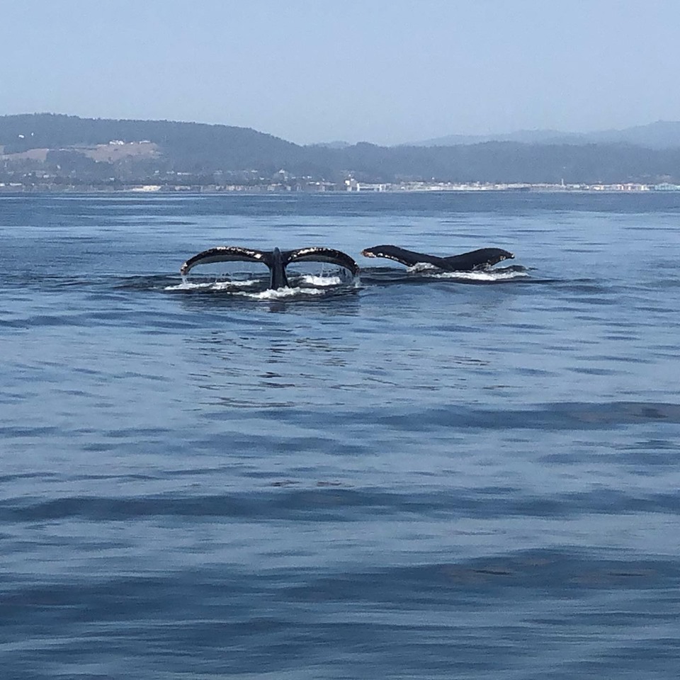 October 2019 humpback whale monterey bay photo toni c