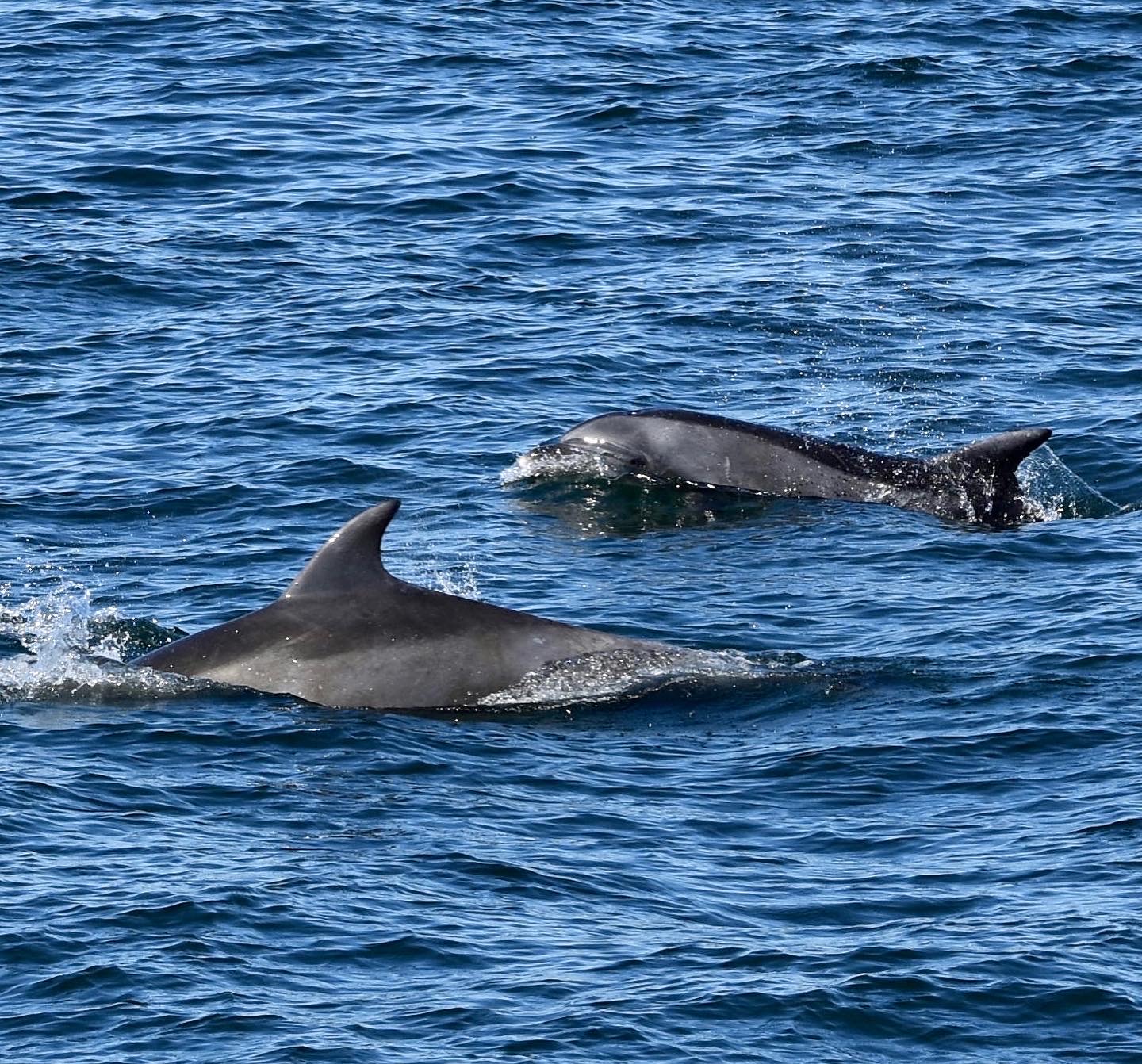 bottlenose dolphins monterey bay march 2022