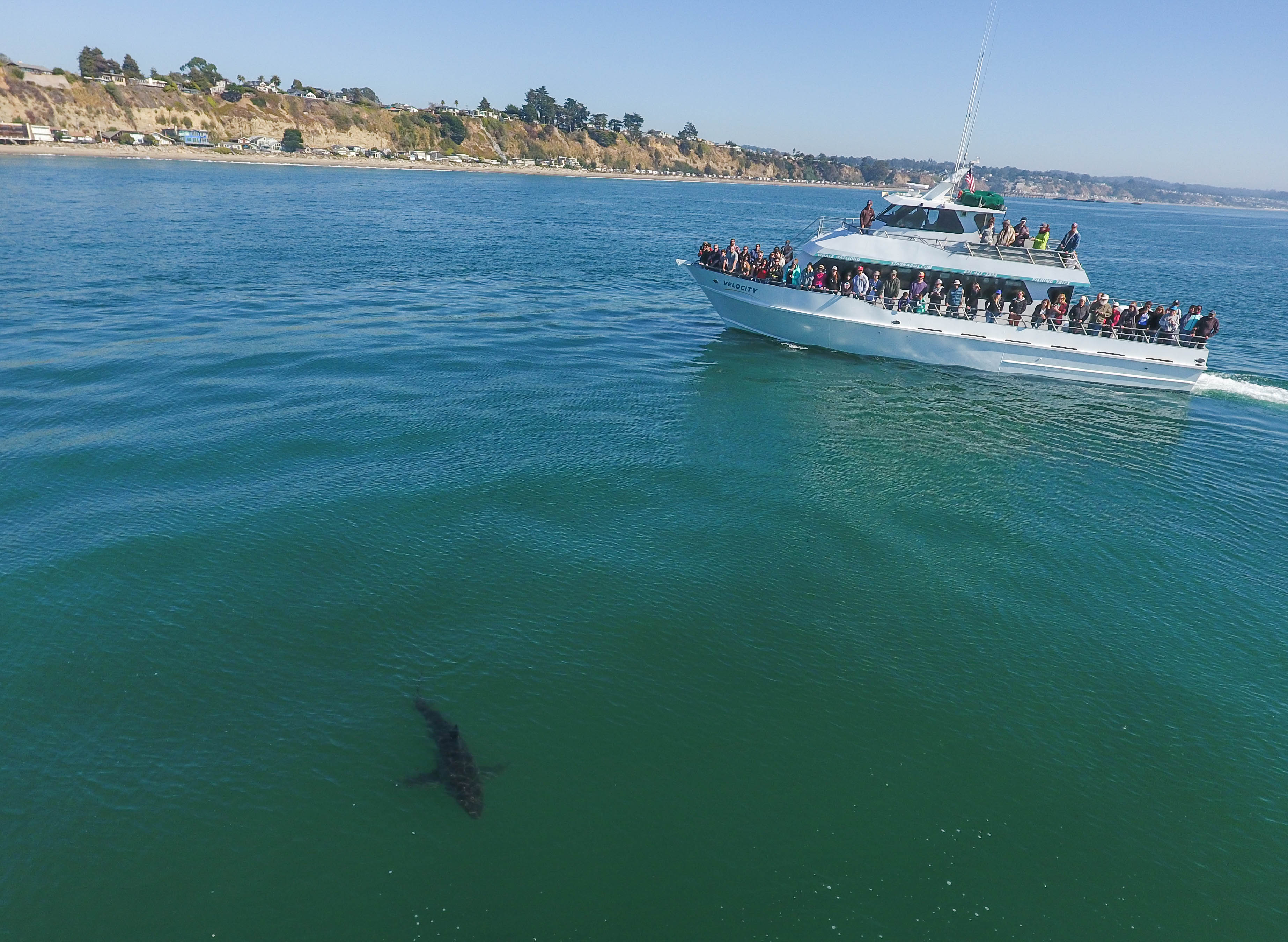 Drone photo by Eric Mailander Monterey Bay sharks