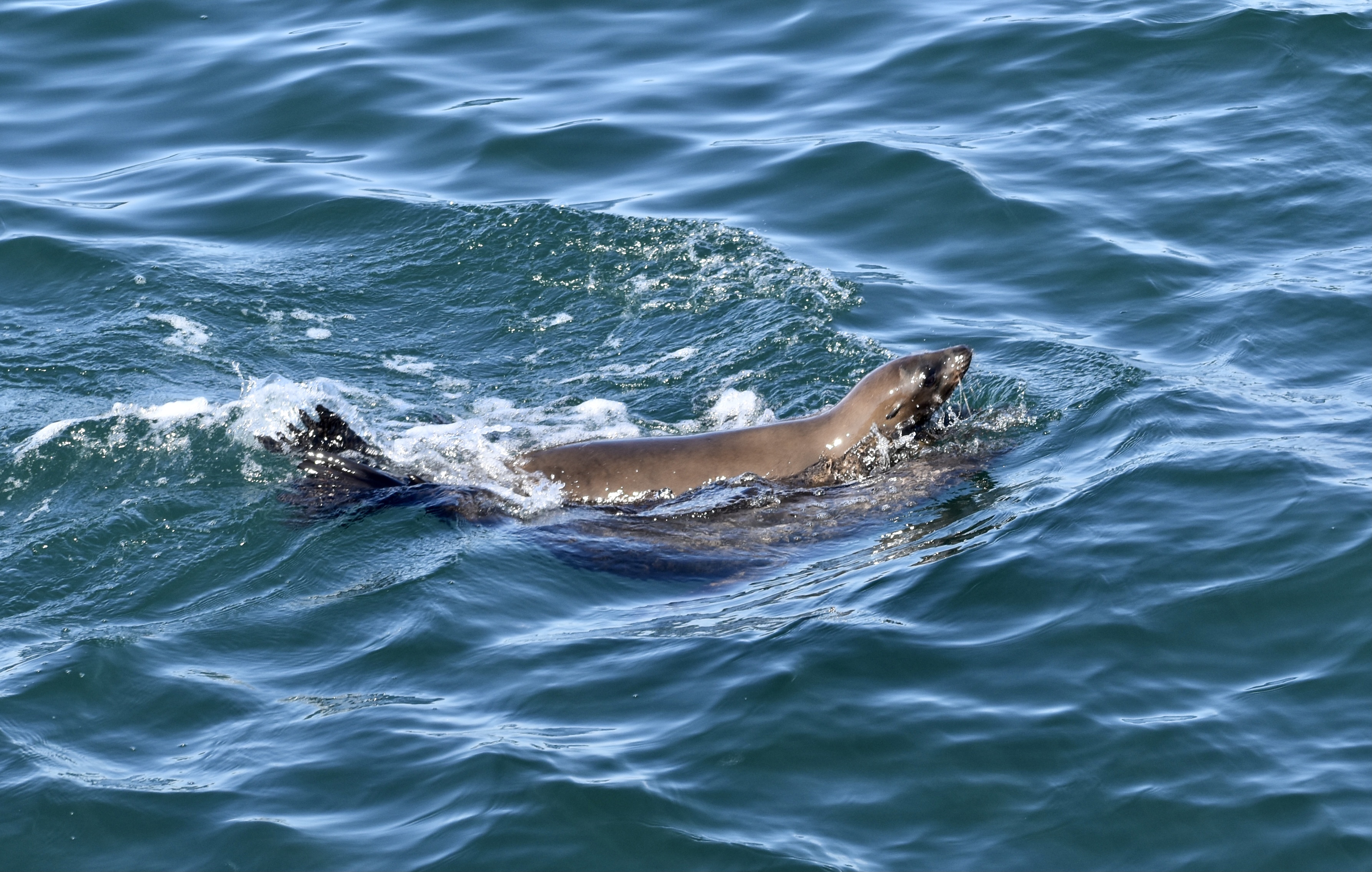 California sea lion monterey bay october 17 2021