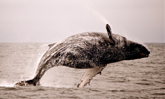 photo shannon johnson whale santa cruz