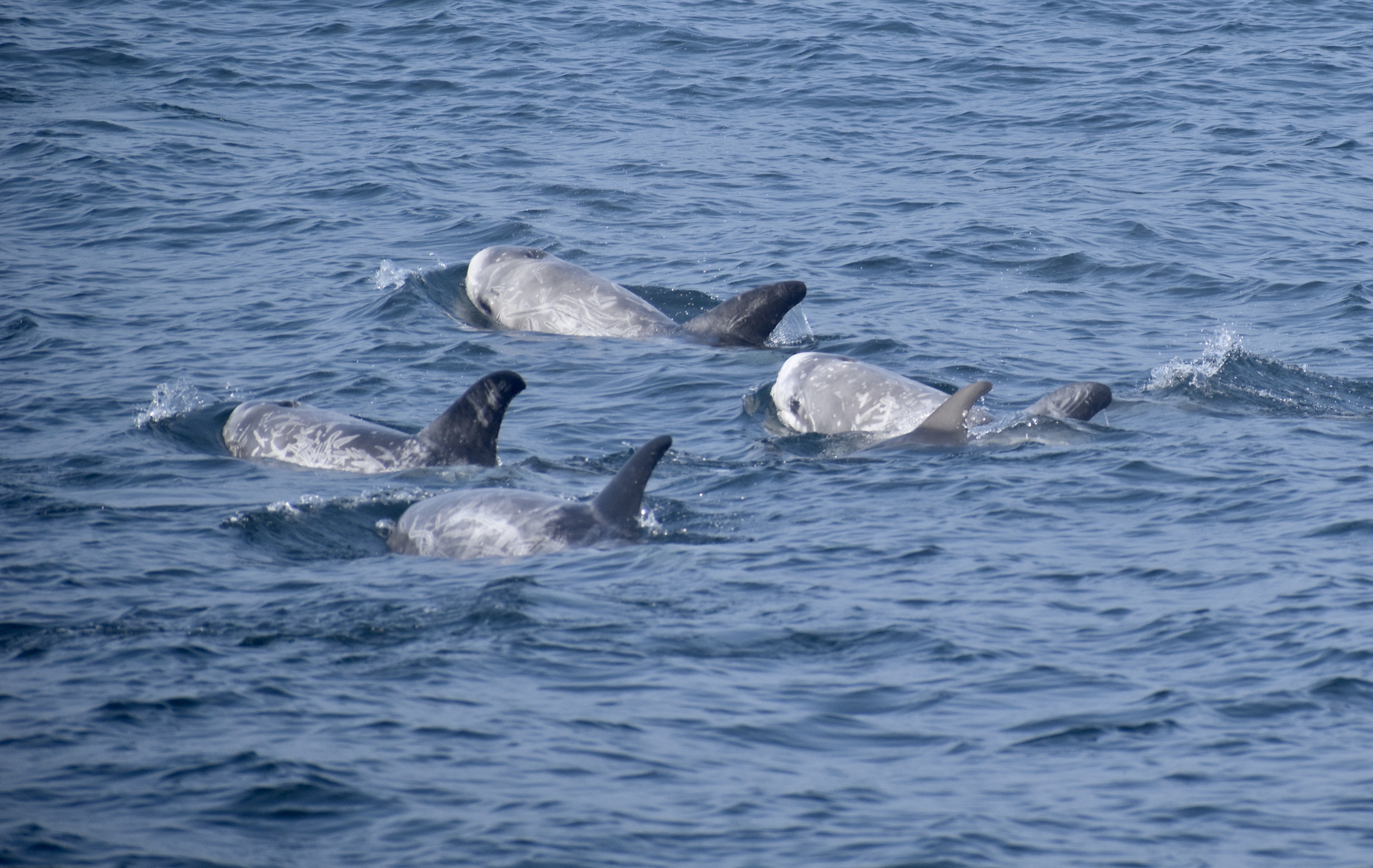 risso dolphins