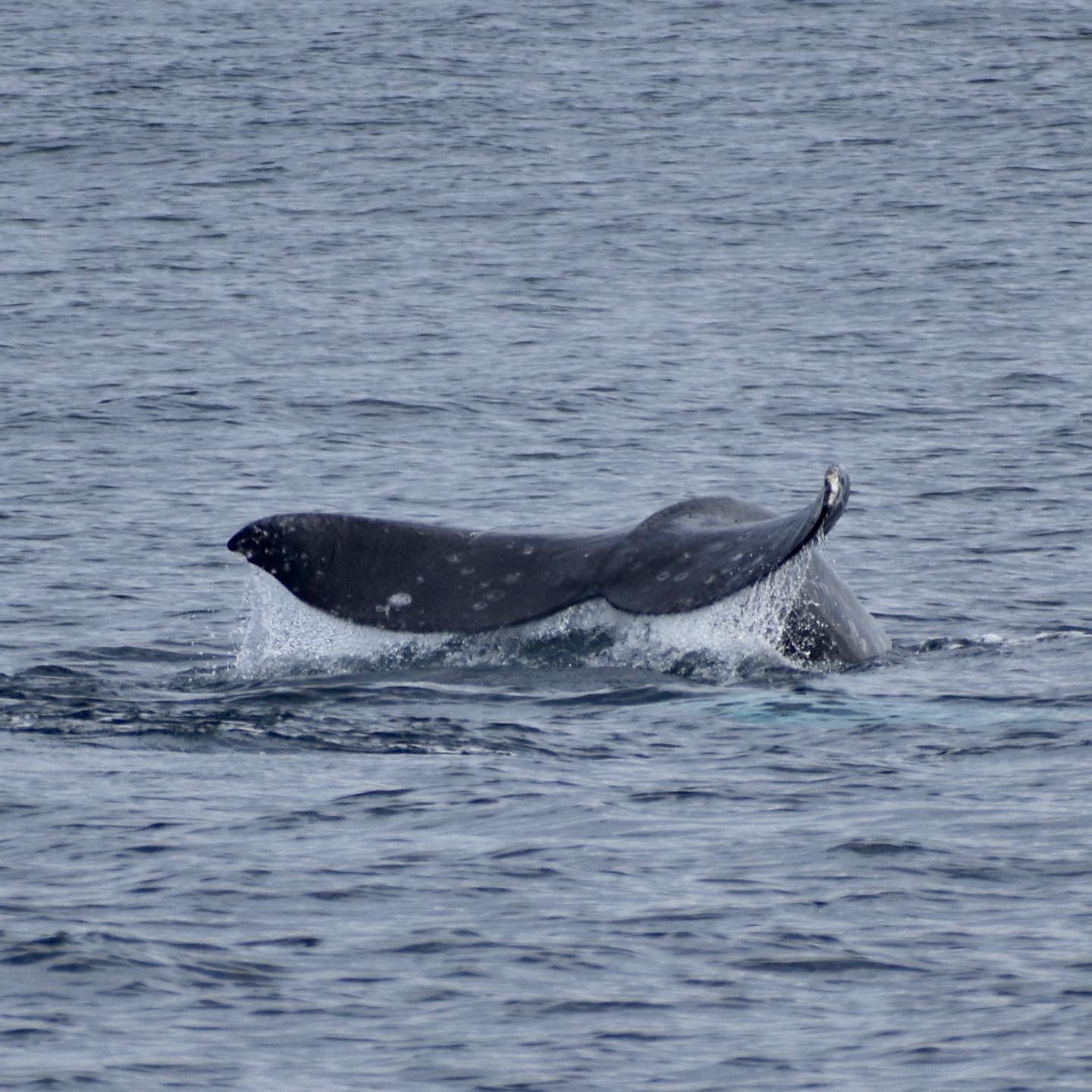 Gray Whale Tail Monterey January 2022