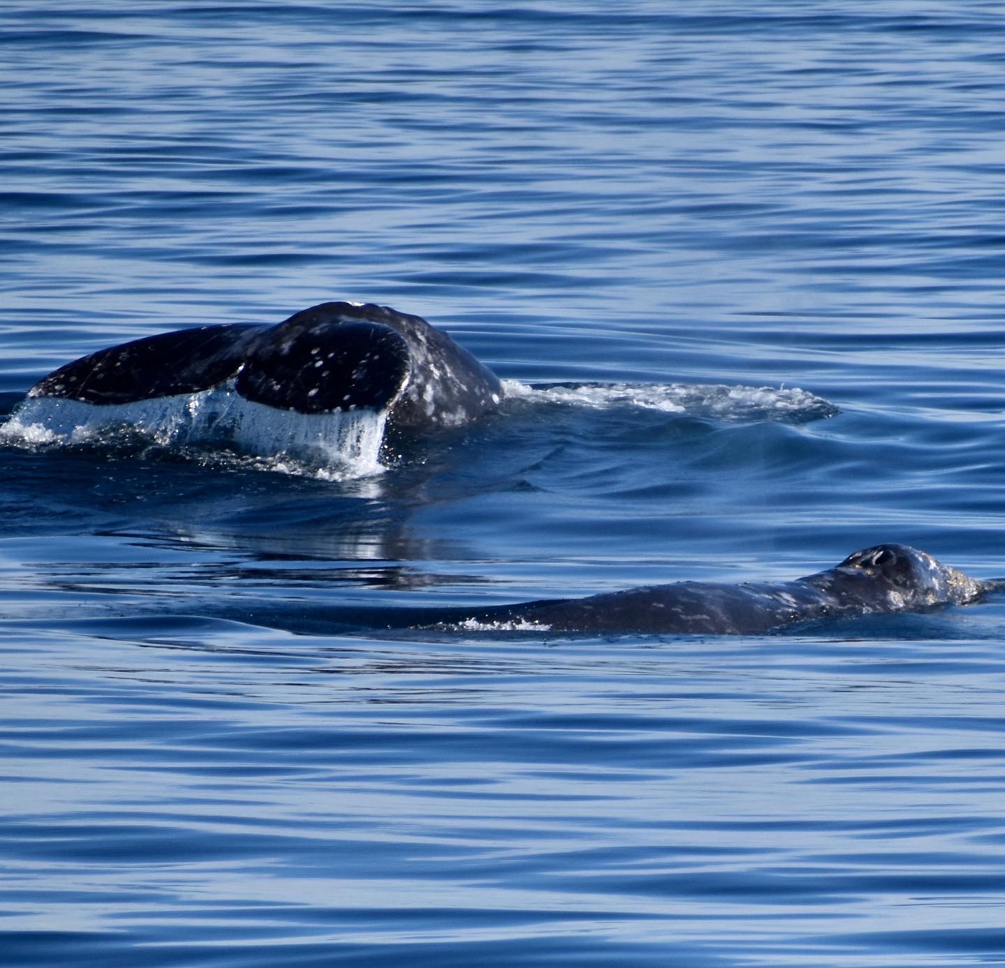 Gray Whales January 22 Monterey Bay