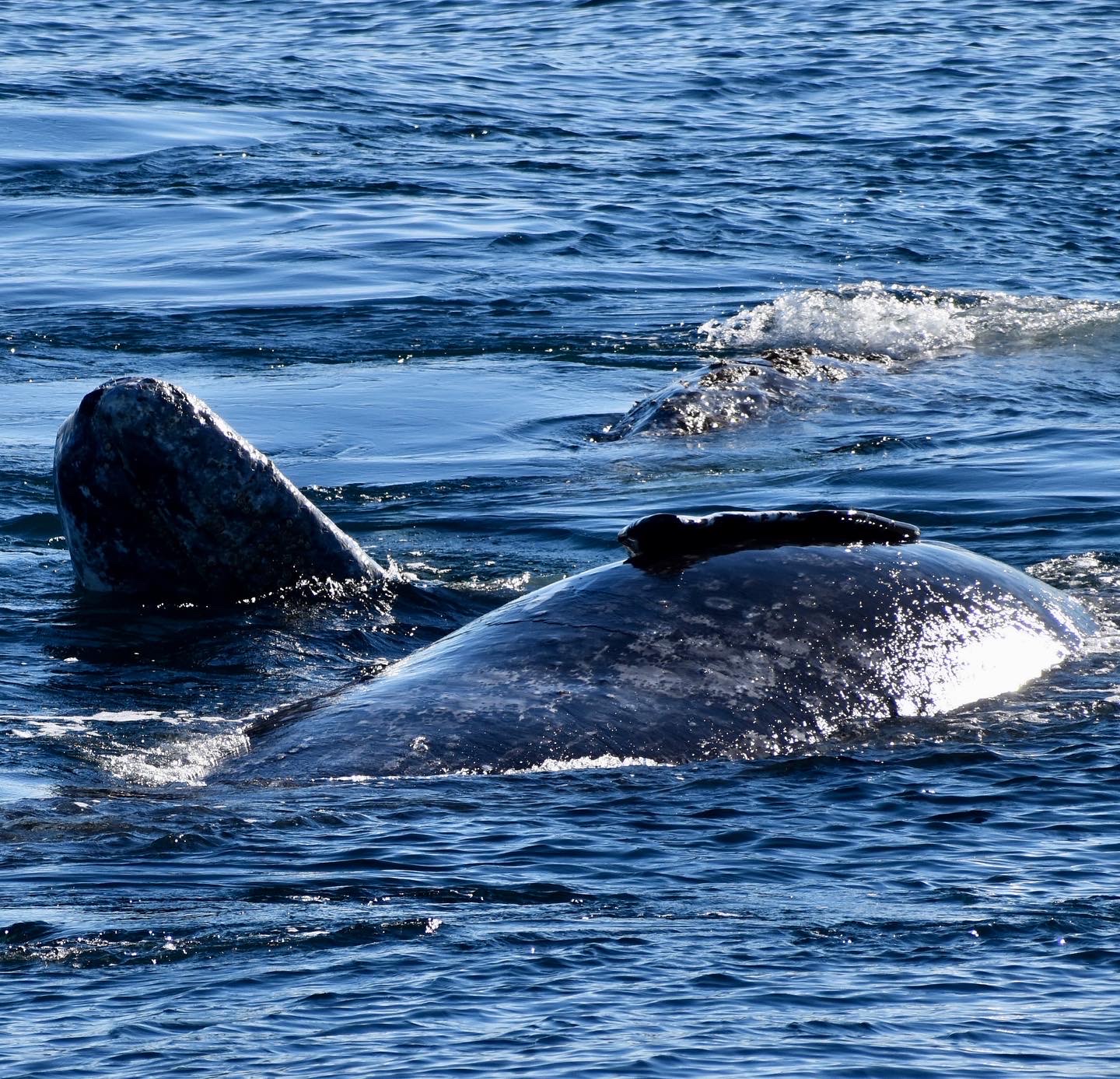 Gray Whales rolling