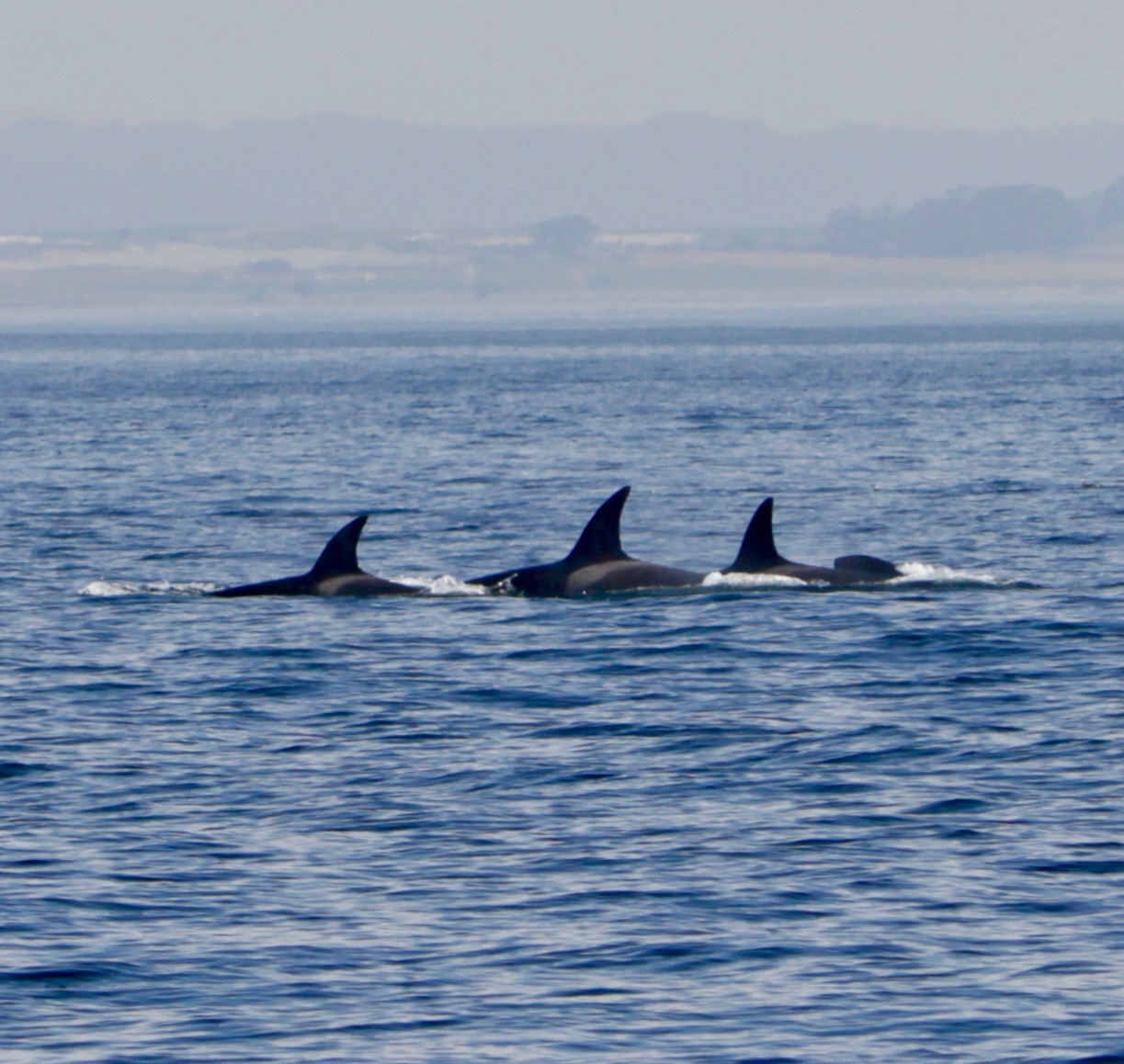 Orca October 2018 Monterey Bay Santa Cruz