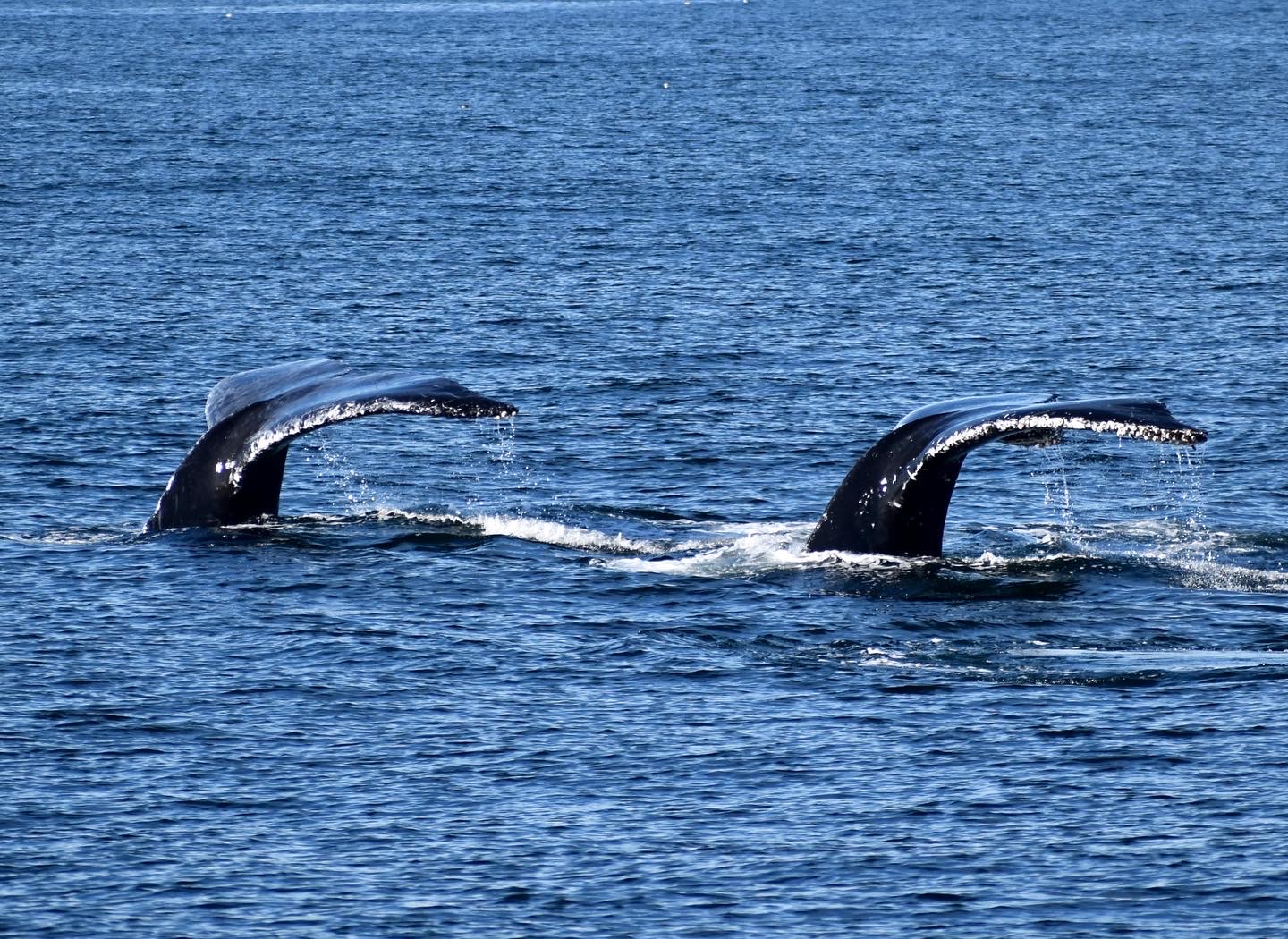 Monterey Santa Cruz Whale Watching 2021