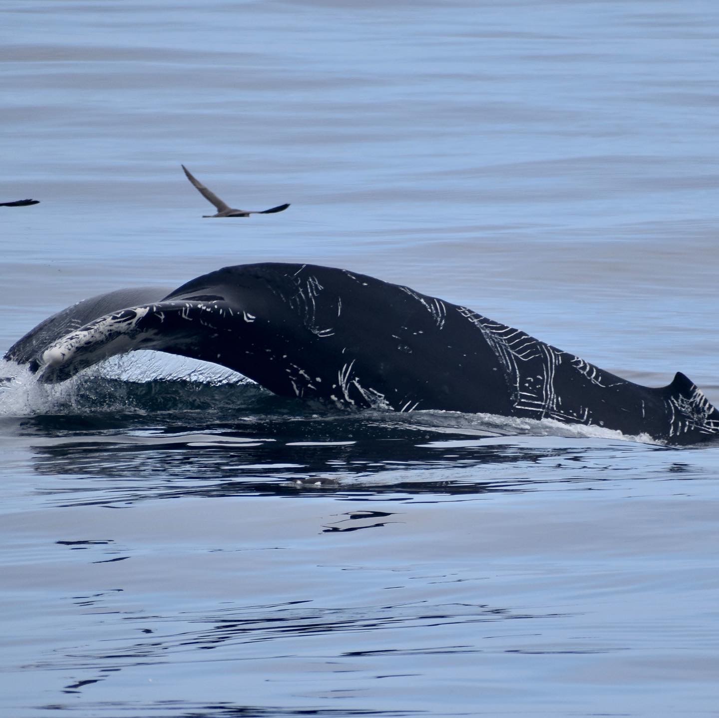 humpback whale rastrillos  monterey bay santa cruz december 2021