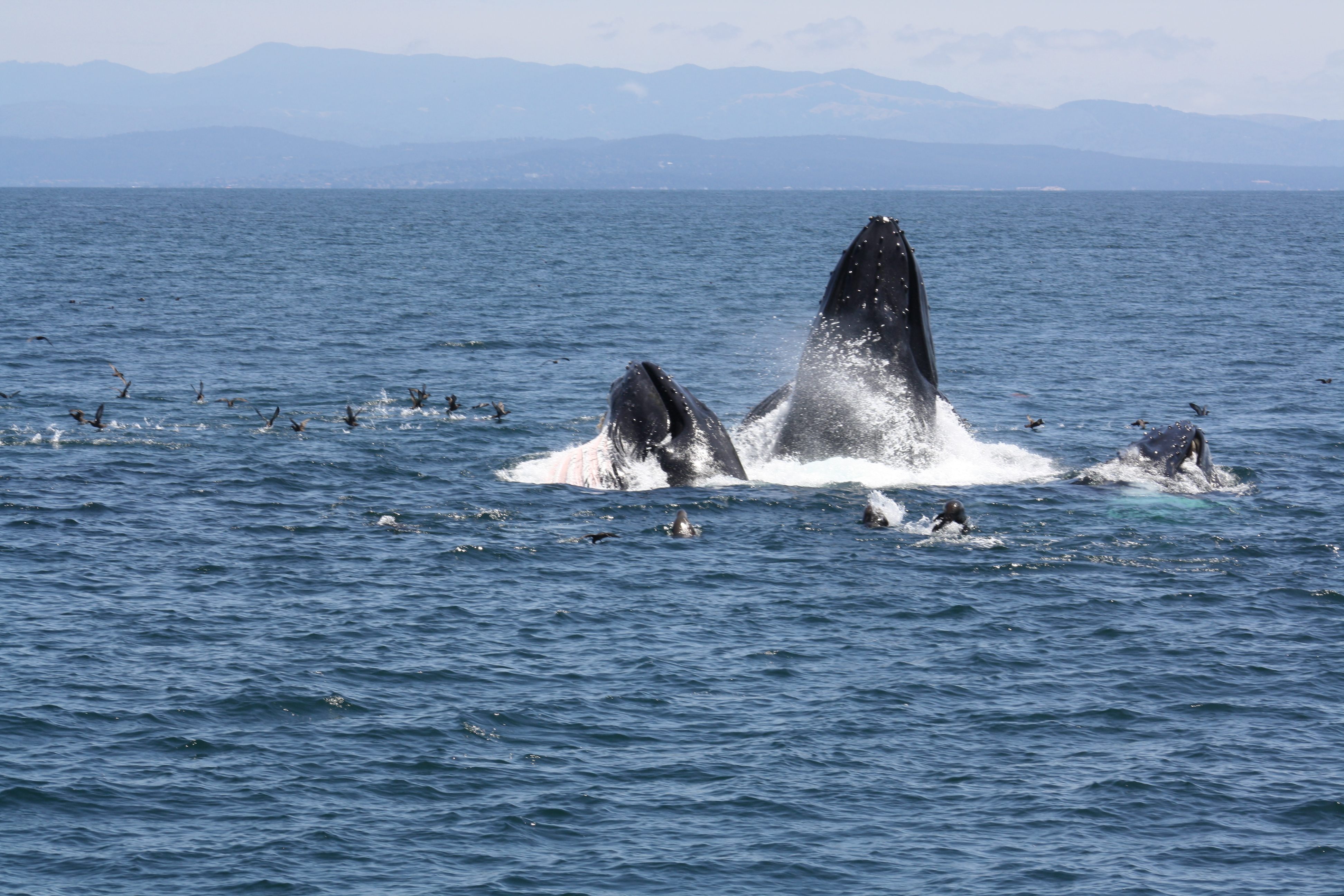 lunge feeding humpback whales Monterey