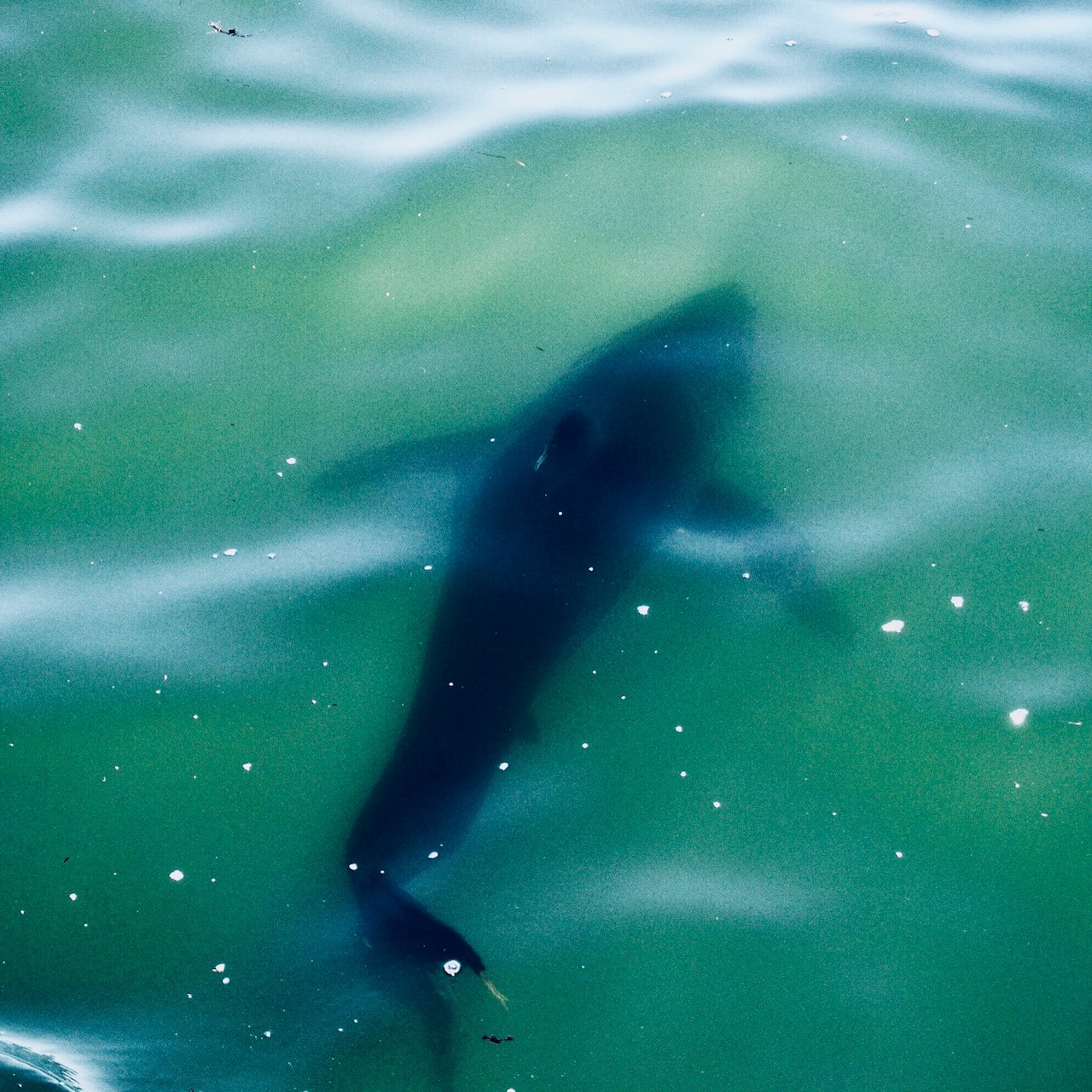 Monterey sharks photo Shannon Johnson Aug 2018 4
