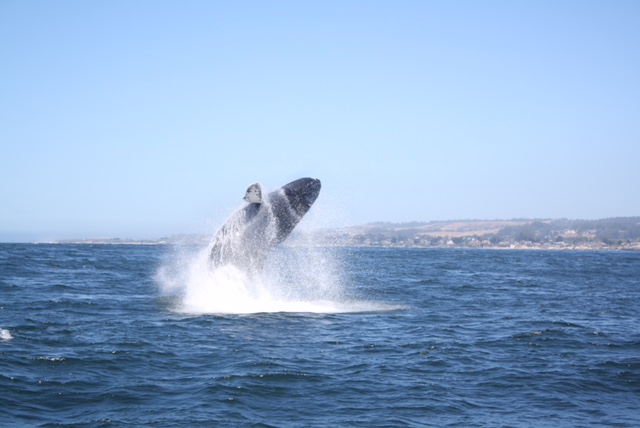 Humpback Breach Monterey Bay in June photo Amanda Kreft
