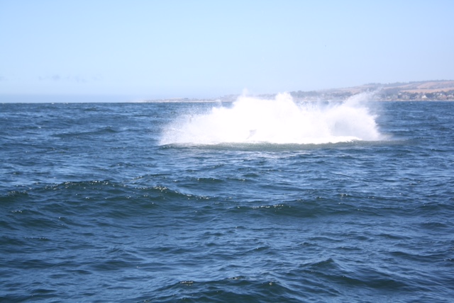 Humpback Breach Monterey Bay in June photo Amanda Kreft 3