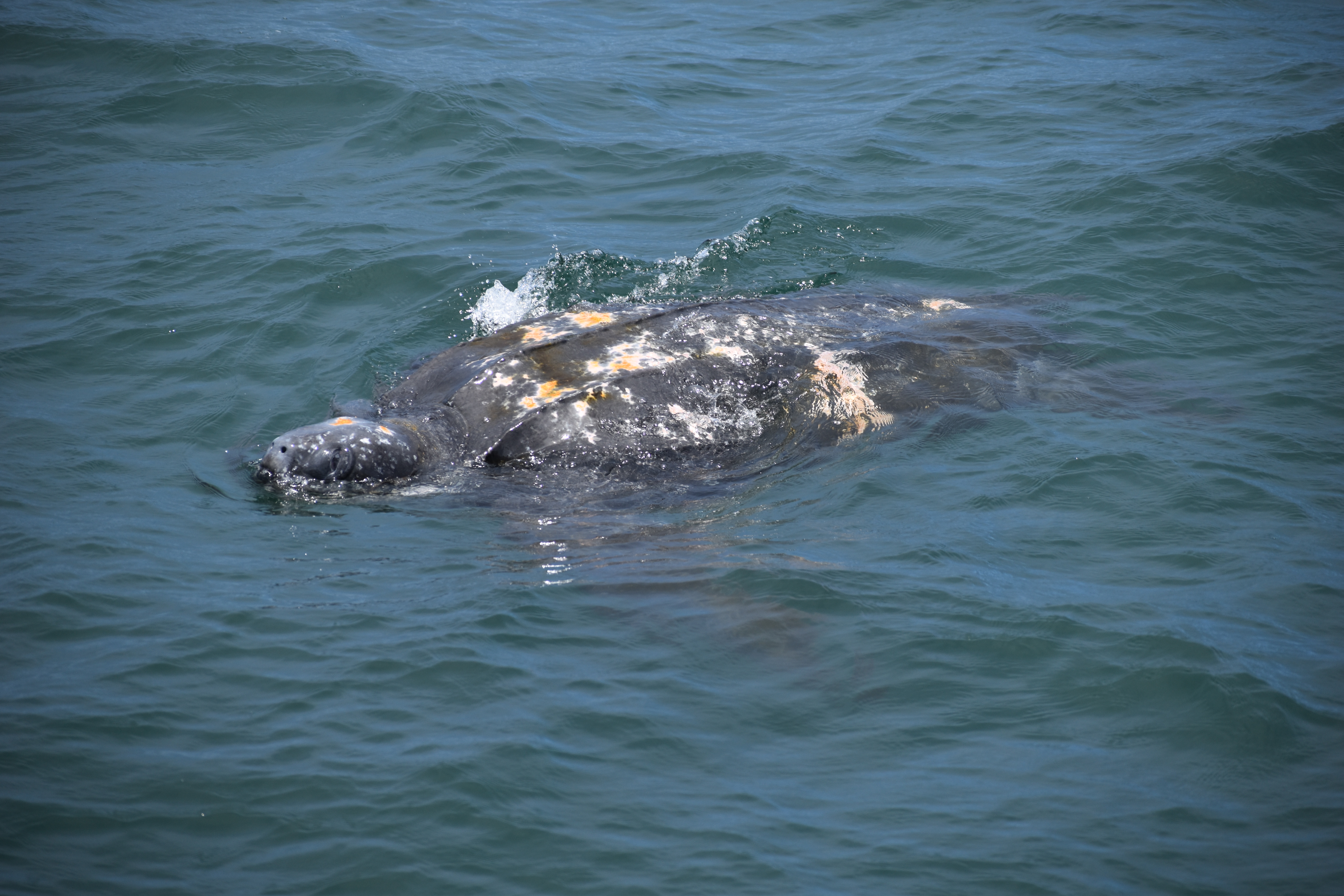 Leatherback sea turtle monterey bay santa cruz july 5 2021