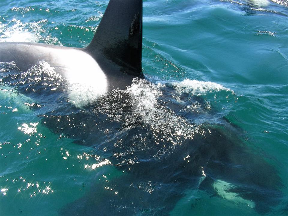 killer whale santa cruz 2019