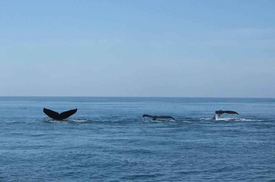 Photo by Matthew Cole Scott - santa cruz whale watching 10-6-2015 2