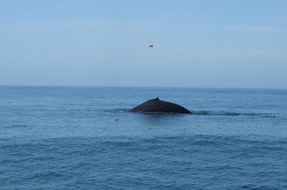 October humpback whale monterey bay santa cruz matthew cole scott