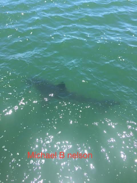 Sharks in Monterey Bay May 2017