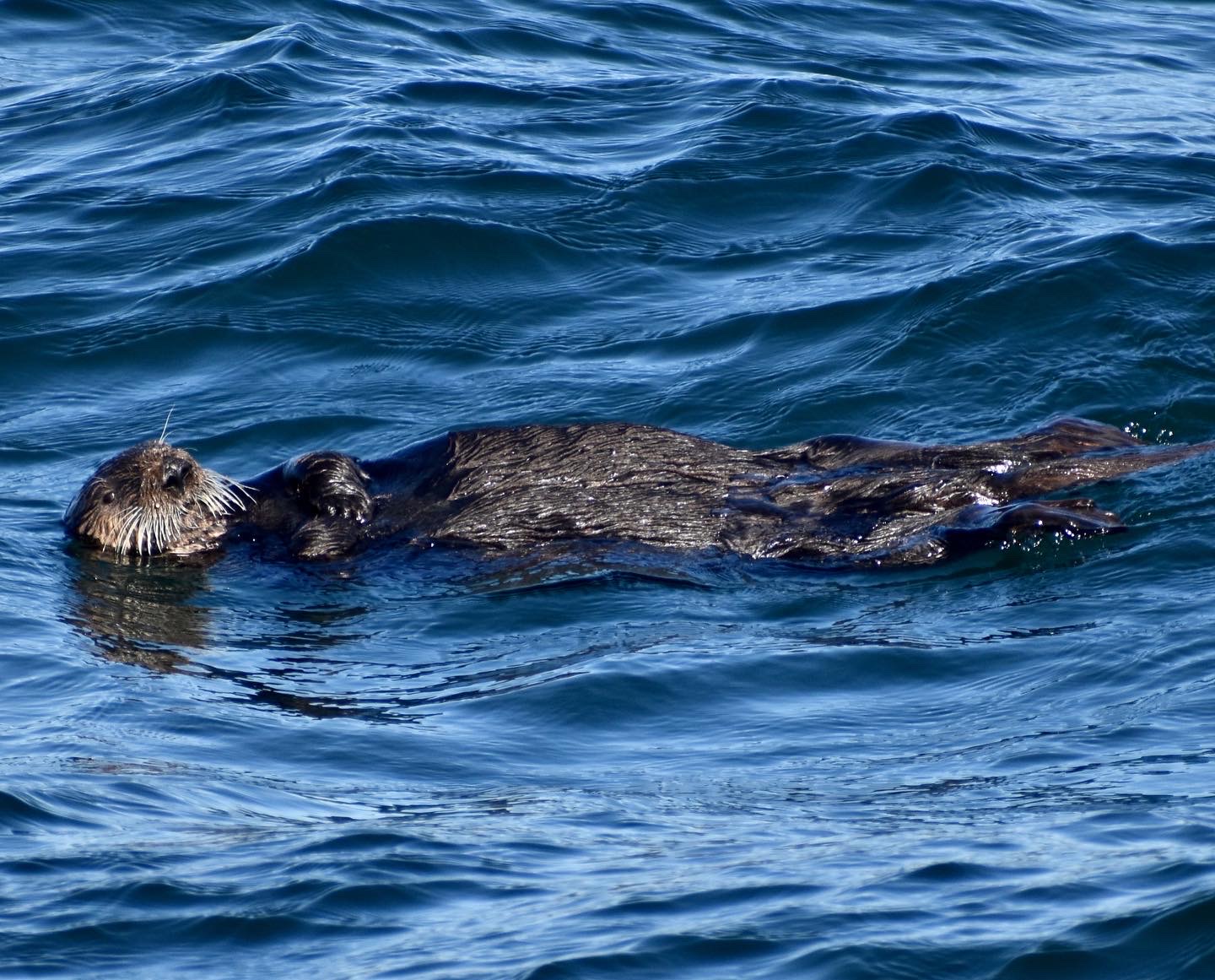 souther sea otter monterey bay santa cruz january 2022