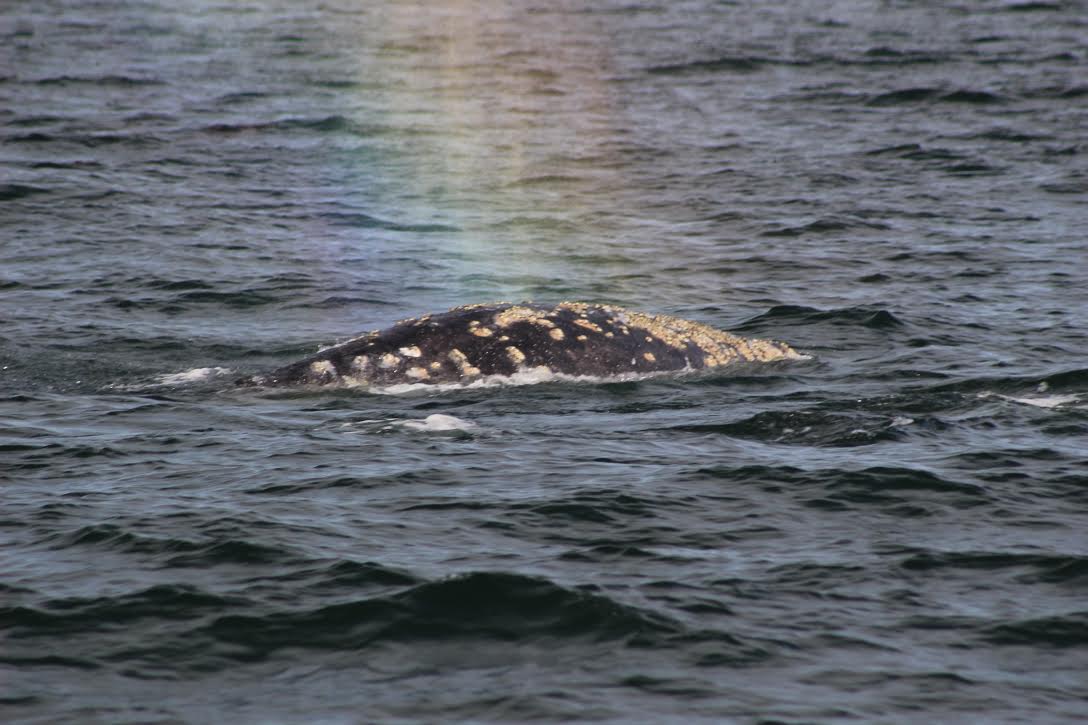 gray whale rainbow
