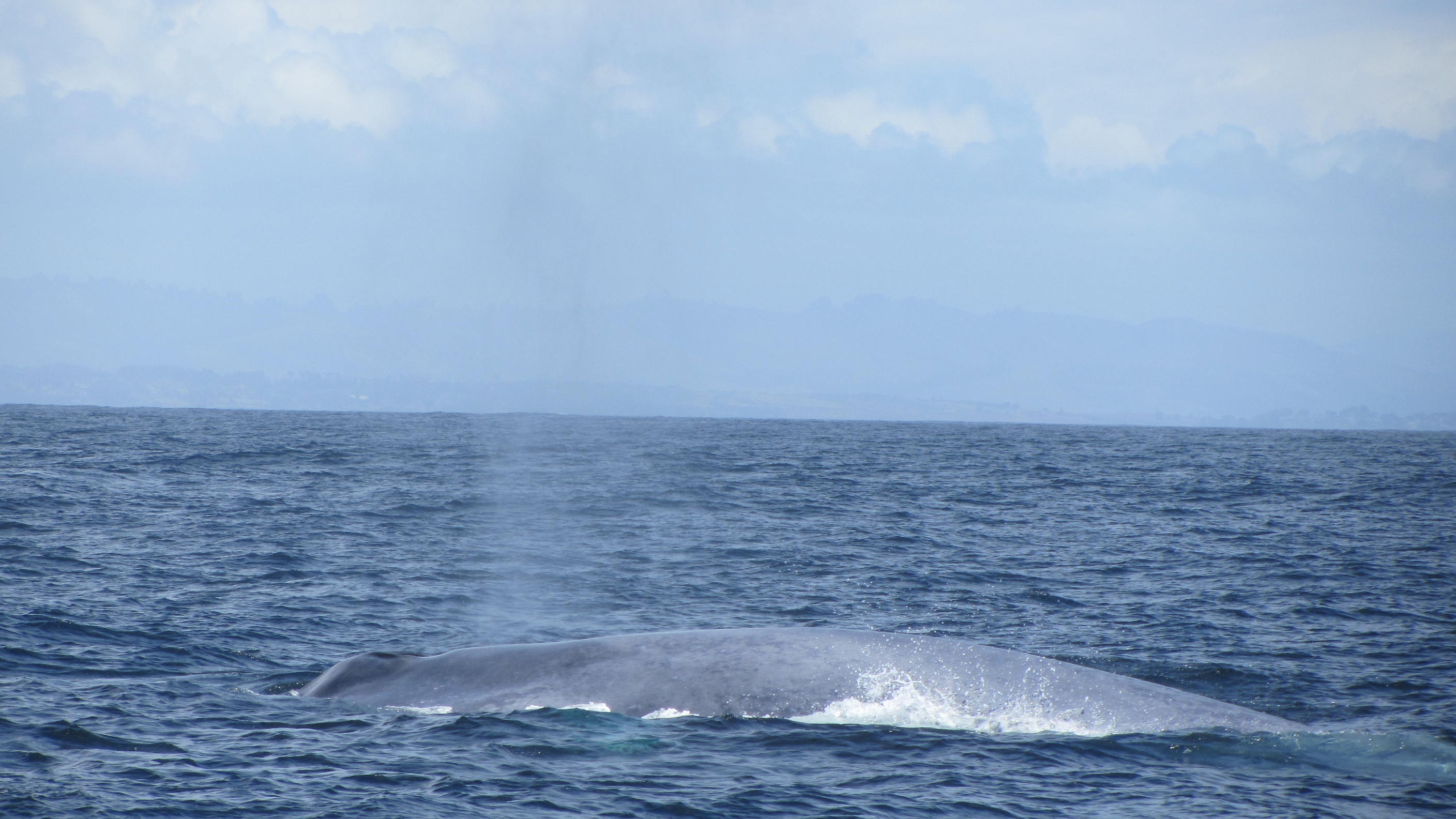 bluw whale monterey bay