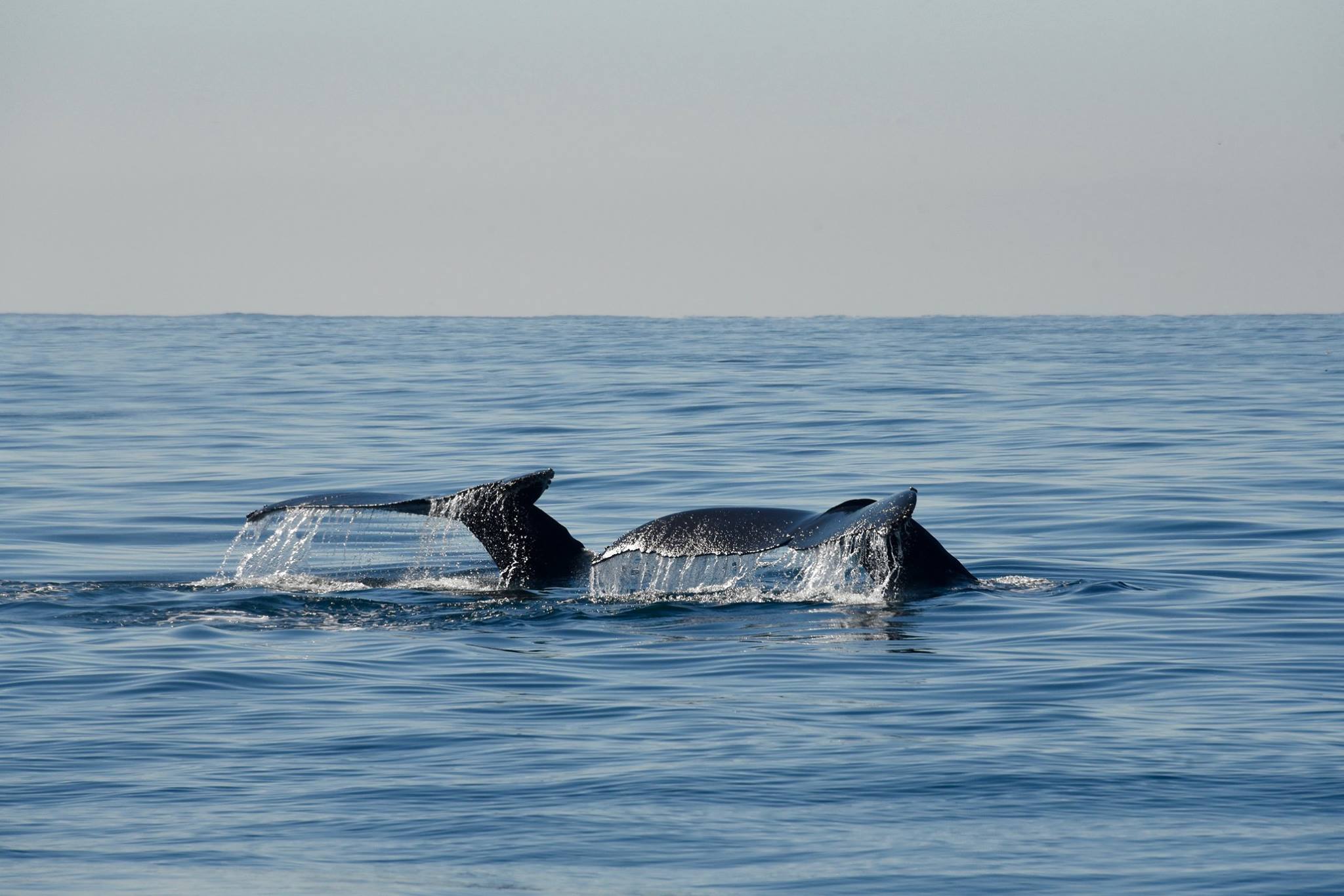 humpback whales monterey bay 2019