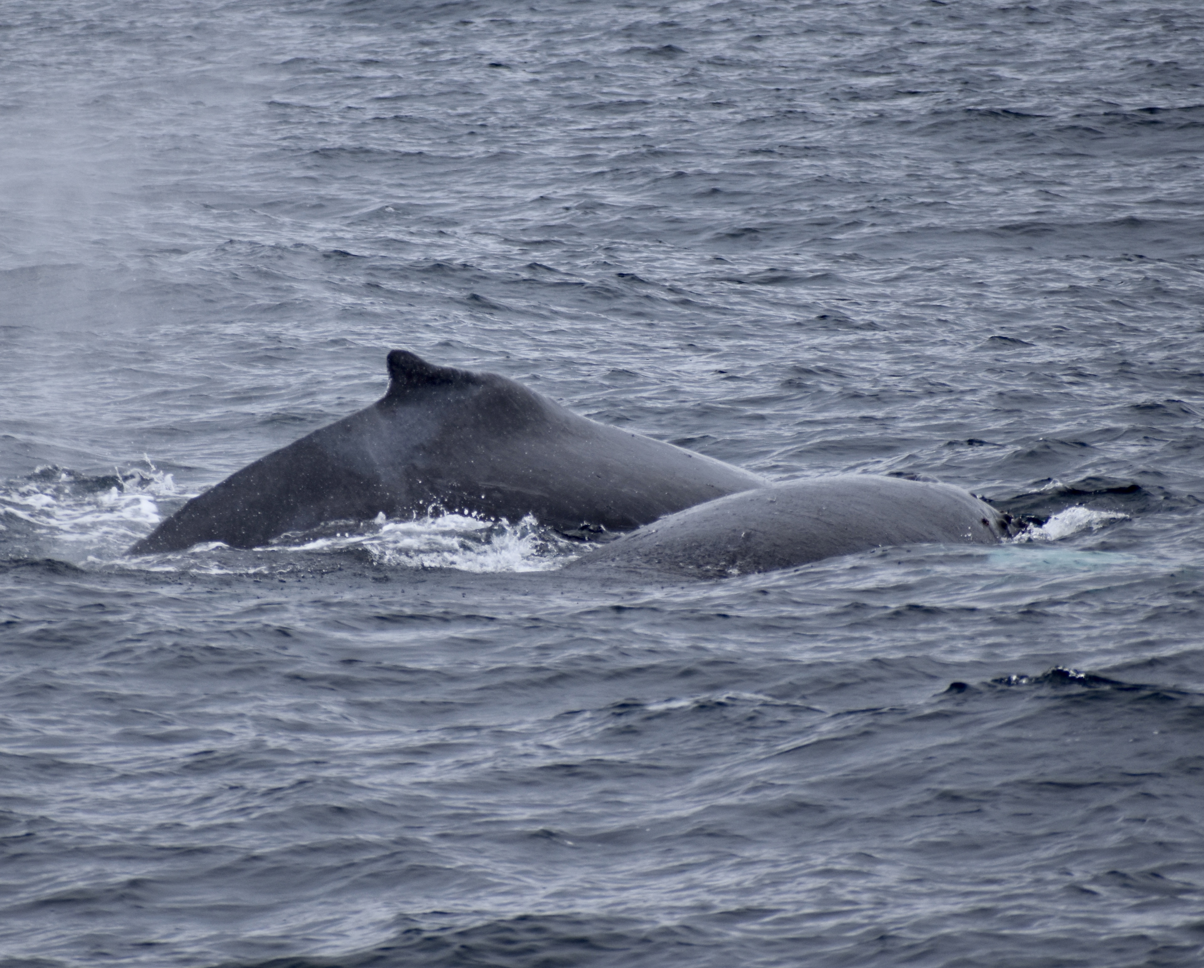 mama and calf humpback whale