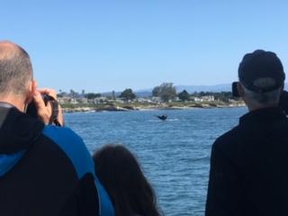 velocity whale watching santa cruz 8-20-19