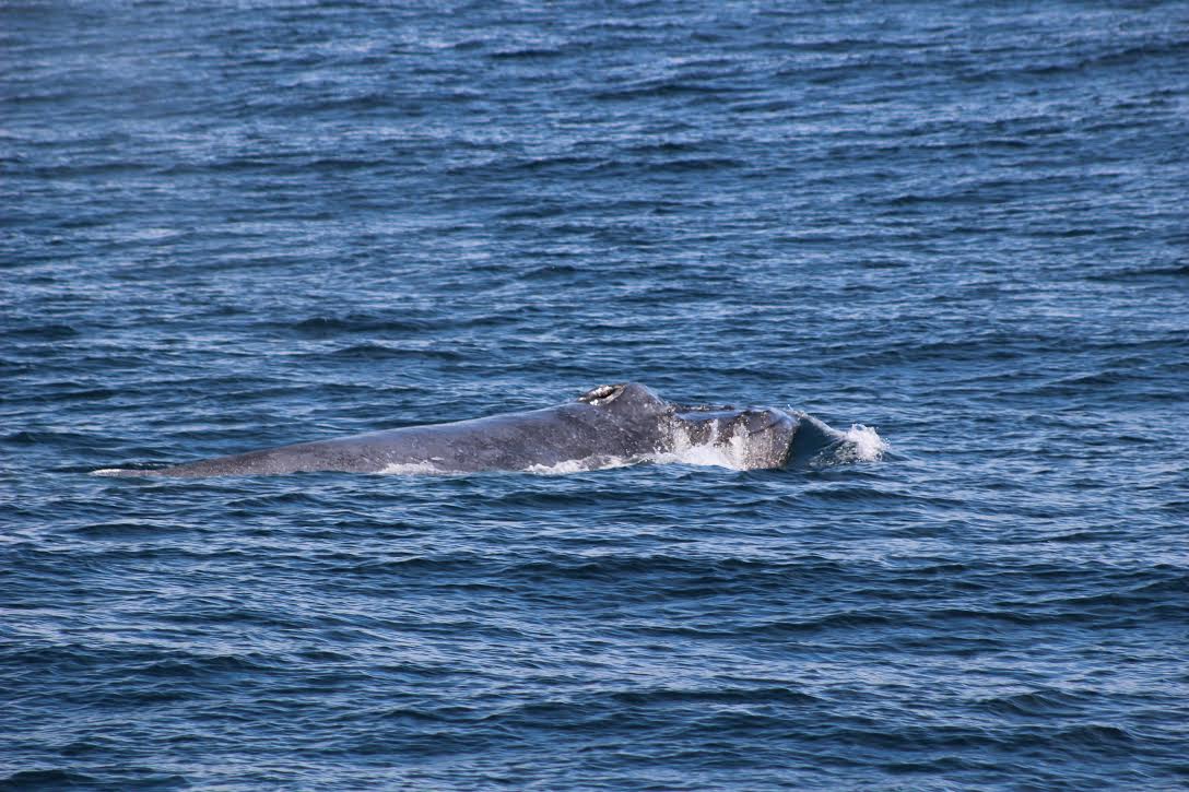 Monterey Bay whale watching Gray whale