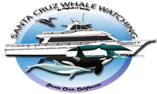 when to see whales in santa cruz